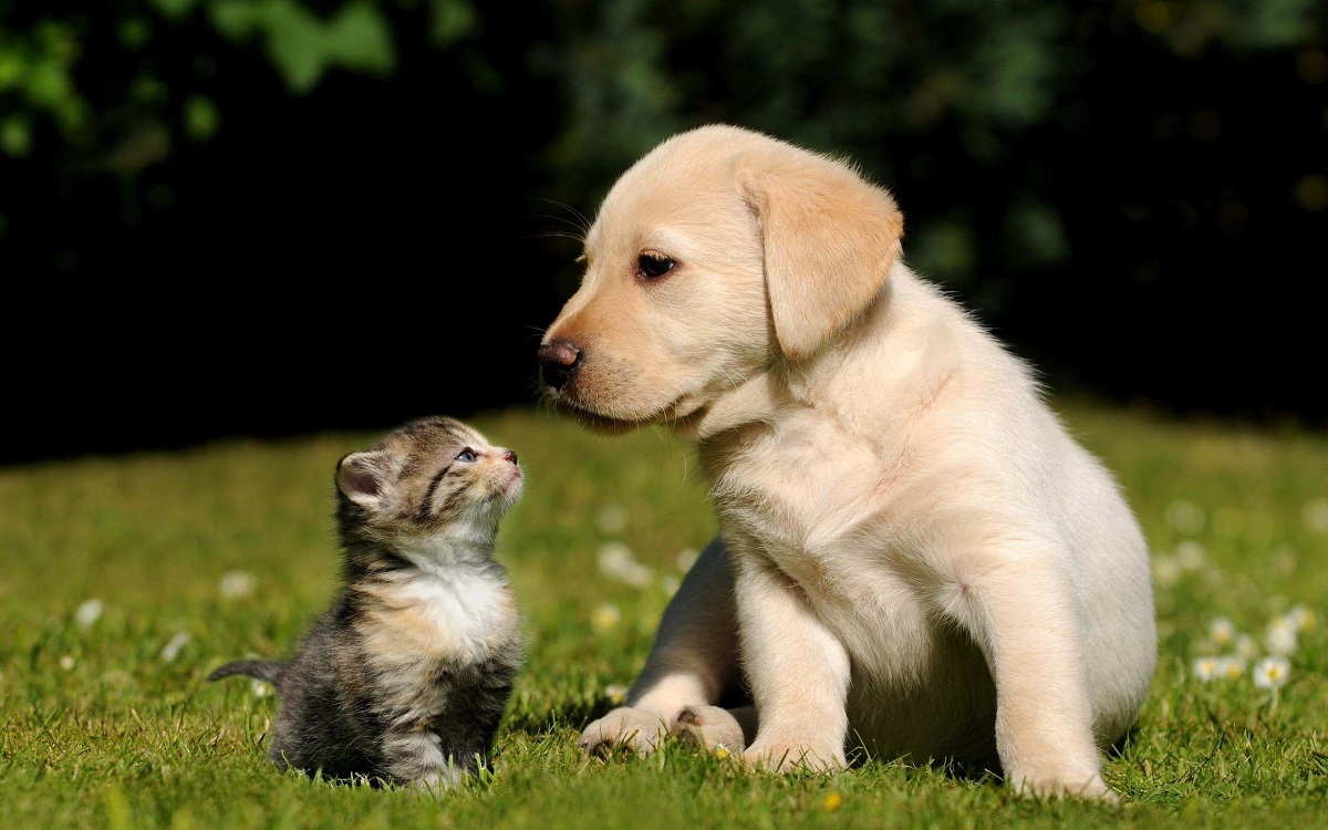 A kitten and a puppy